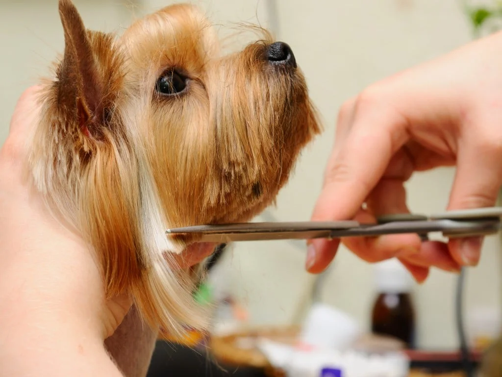 A dog receiving a trim with scissors from a pet groomer's hands.