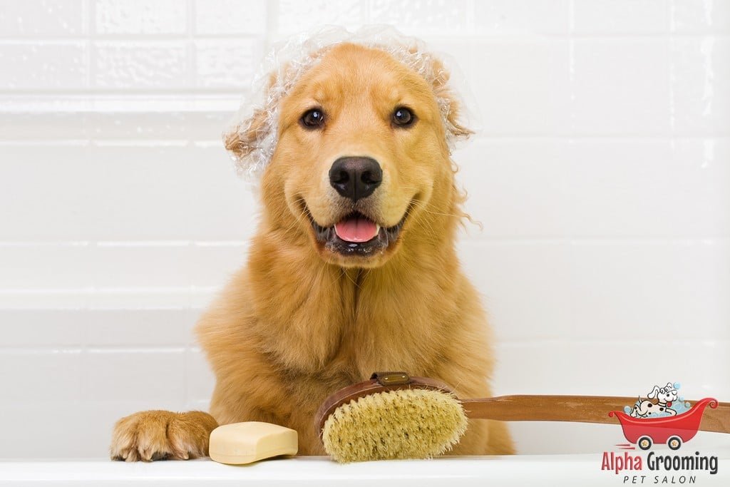 Golden retriever wearing a shower cap in a bathtub with grooming supplies at Burlingame Pet Salon.