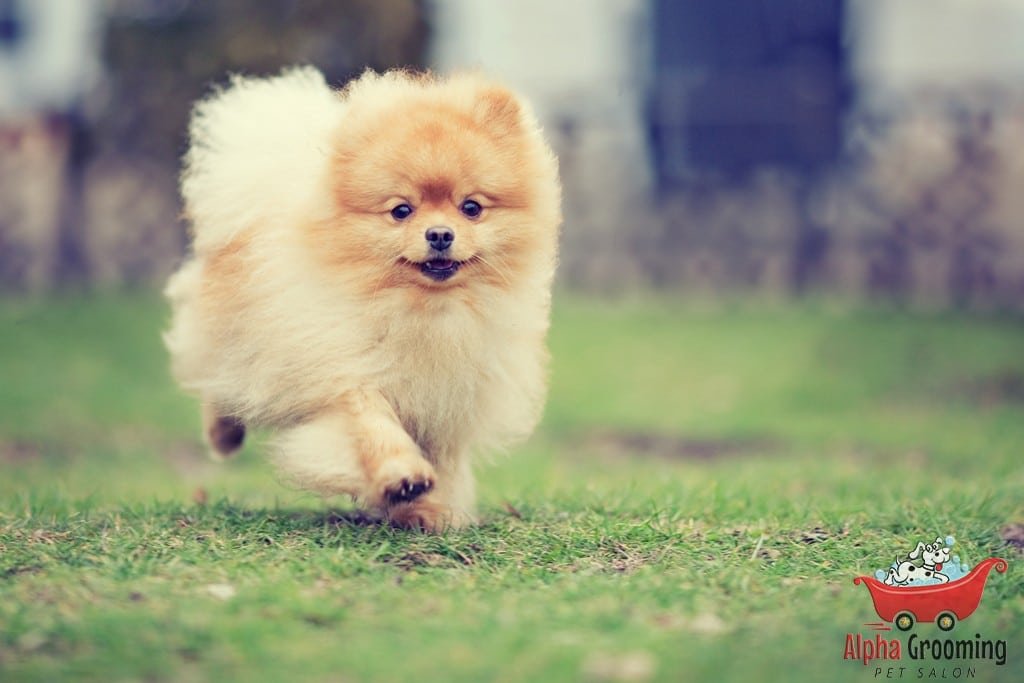 Fluffy Pomeranian dog running outdoors in San Mateo County.