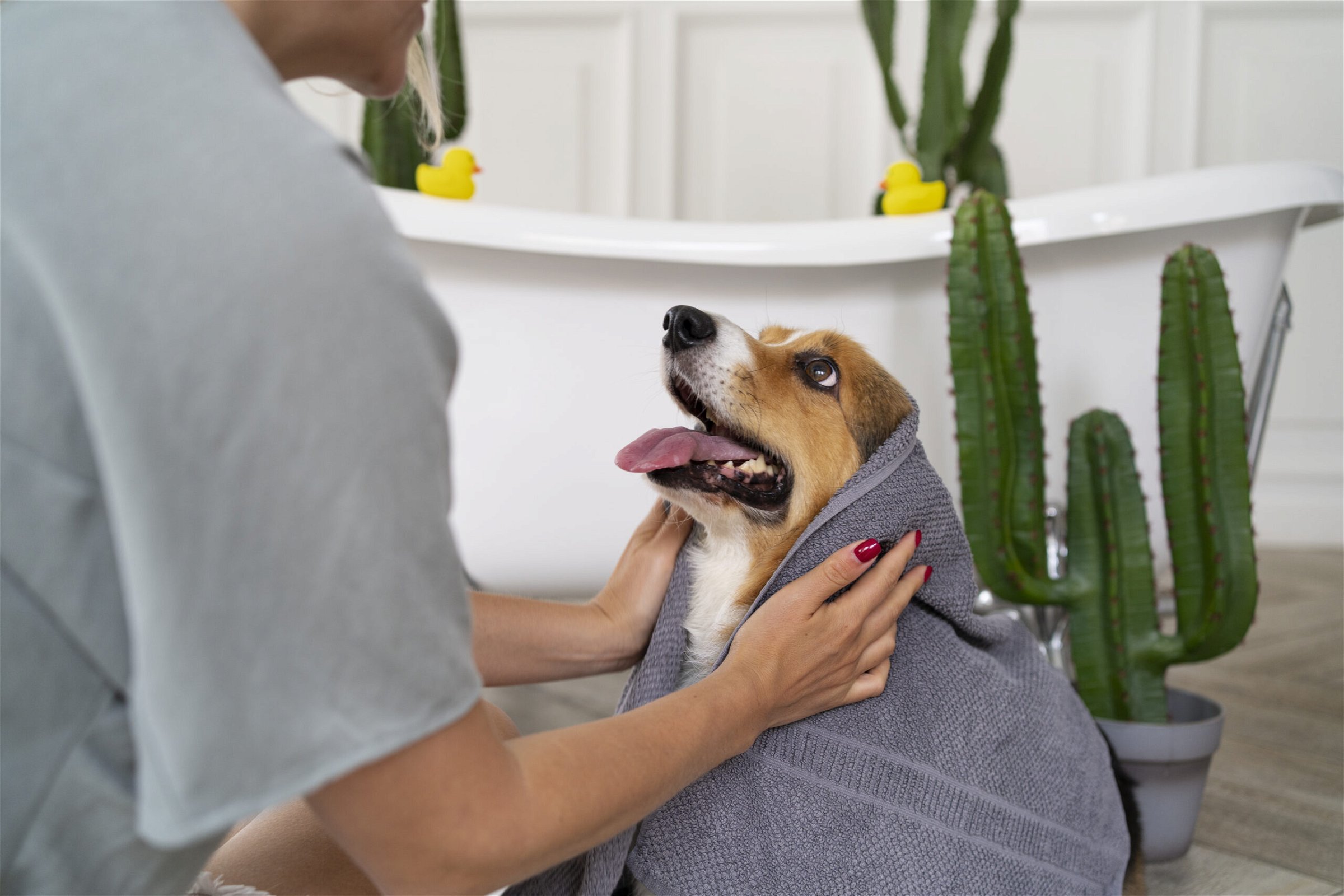 A dog wrapped in a towel receiving attention from a pet groomer after a bath.