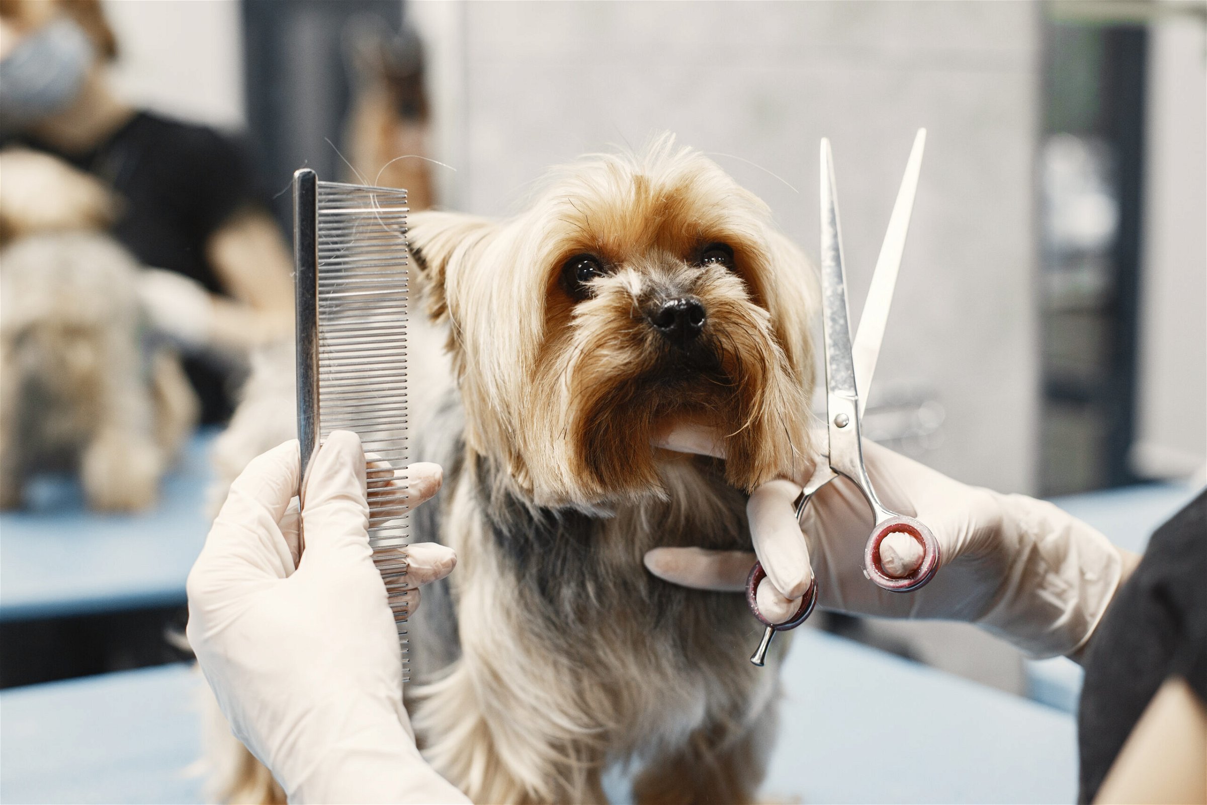 A Yorkshire terrier getting groomed with scissors and a comb at the Burlingame Pet Salon.