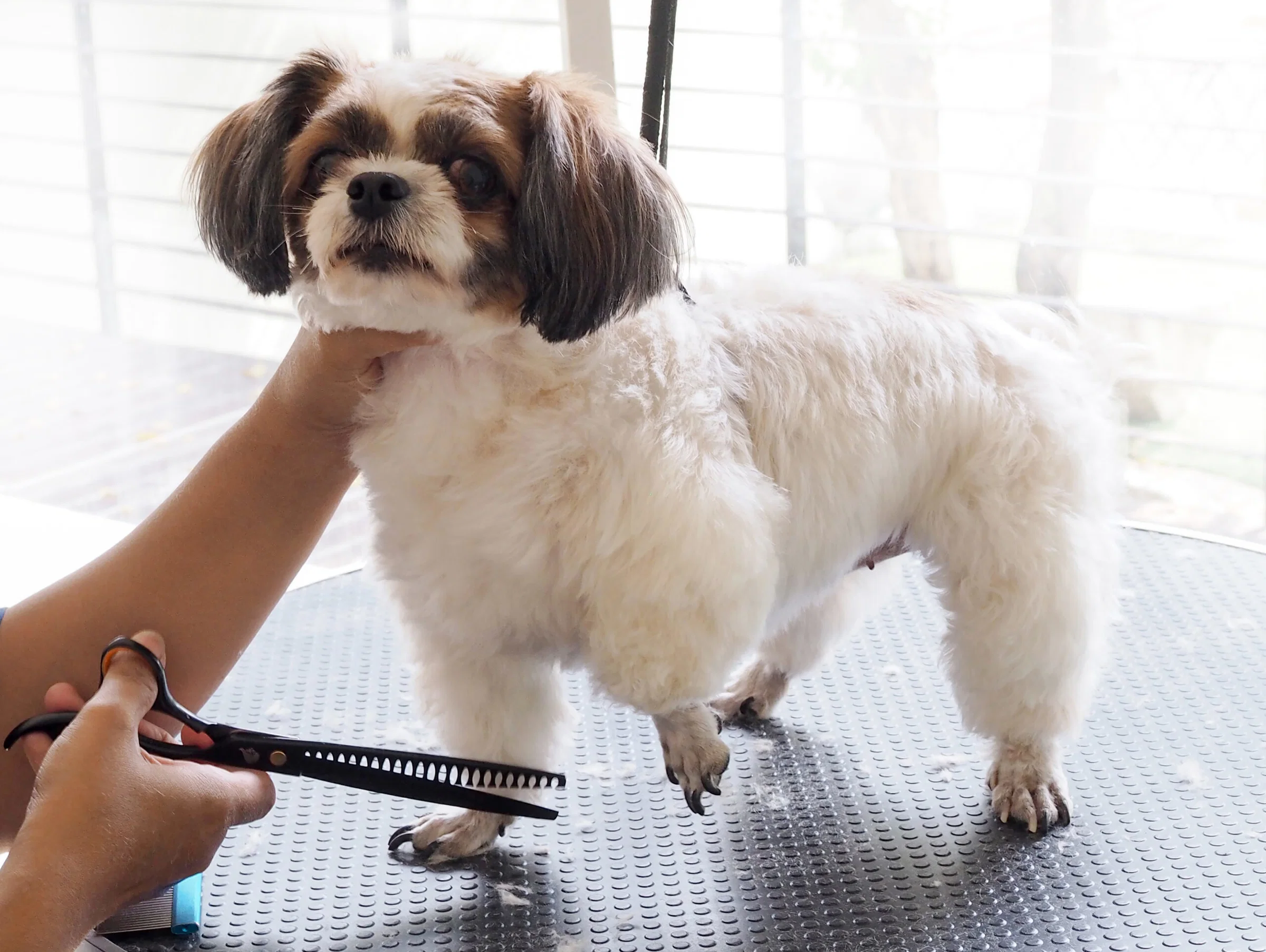 Dog Haircut
