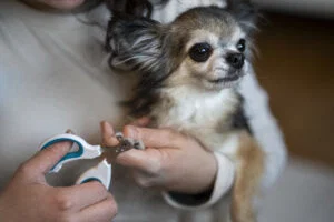 Person holding a small dog and trimming its nails with pet nail clippers, showcasing careful dog grooming similar to what’s done in a pet salon.